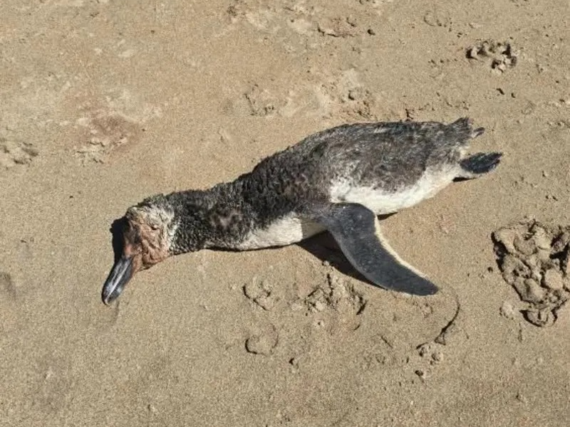 Mais um pinguim é encontrado morto no litoral de Alagoas 